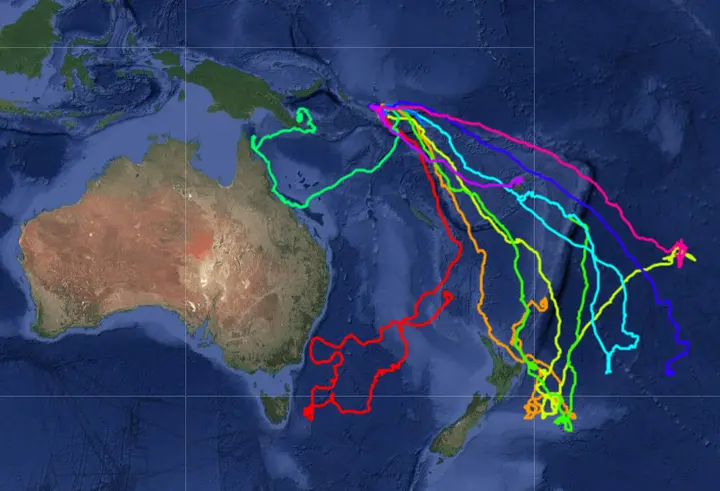 Where ten leatherbacks tagged at Haevo went after nesting: nine swam southwest towards feeding grounds off New Zealand and southern Australia.