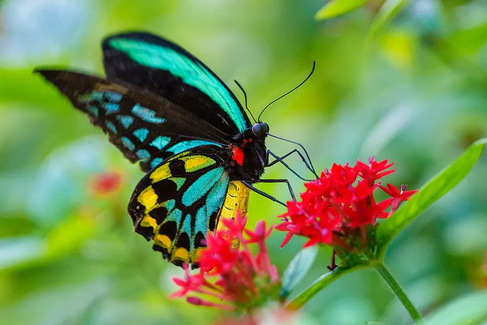 Last month, Limmer allegedly posted two illegally obtained birdwing butterflies from the Solomon Islands for around $480, according to the indictment.