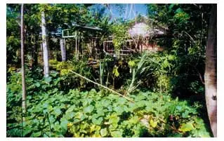 Families will also save money by growing their own produce rather than buying fruit and vegetables at market prices.
