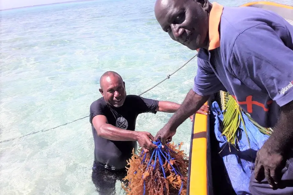 Chief Fisheries Aquaculture Officer Wesley Garofe and John Bakeleng Provincial Fisheries Assistant Officer, for Shortland Islands transferring prepared seaweed lines for planting at the farm site at Maliae.