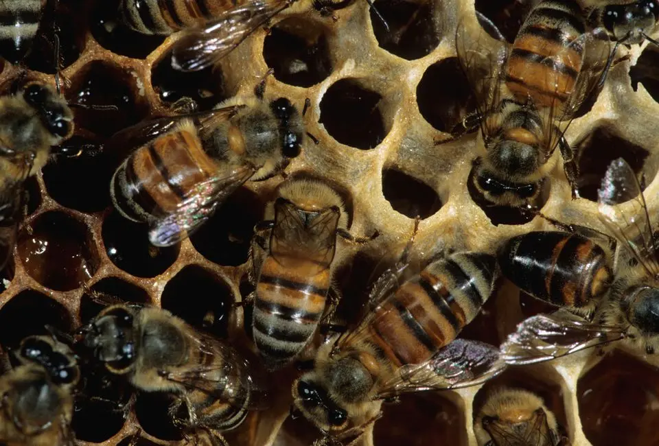 He says that it is important not to flood the market with honey by introducing large numbers of new farmers.