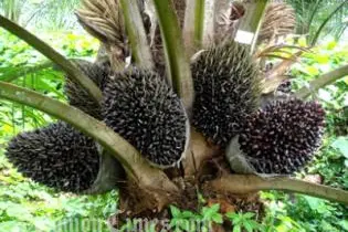 Situated in Solomon Islands' highest populated province, the Auluta Basin project has major national implications-its operation would provide much badly needed employment for the people of Malaita and
