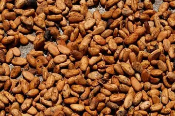 Some market analysts are even more concerned, forecasting a cocoa surplus of 250,000 tonnes for the 2016-2017 harvest.