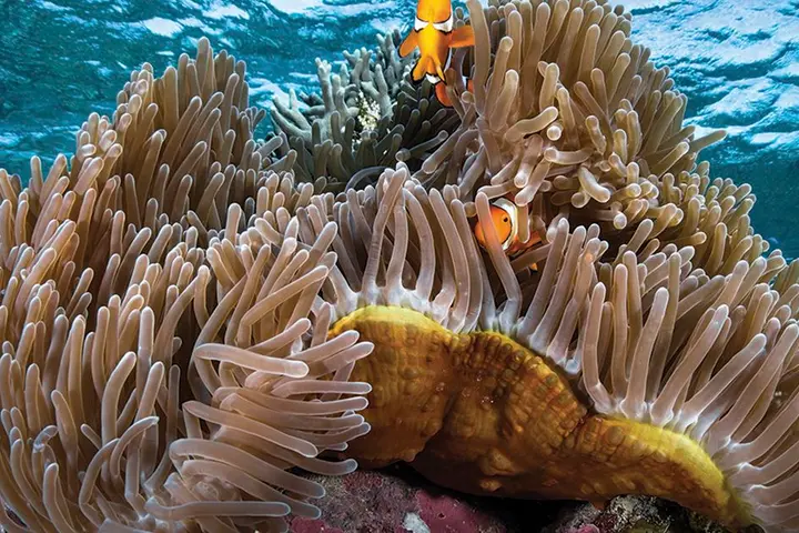 The Solomon Islands, often seen as a global center for marine diversity, is also supporting this call.