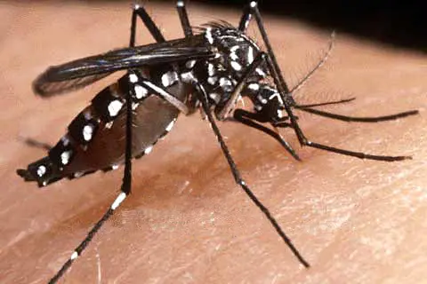 The dengue mosquito (Aedes aegypti) does not fly very far, so people should get rid of mosquito breeding sites around their home to significantly reduce the risk of being bitten by dengue mosquitoes.