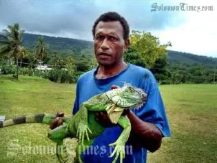 Iguana found by Lovonivonu villagers in Fiji. The reptile is new to the country and is an herbivore.
