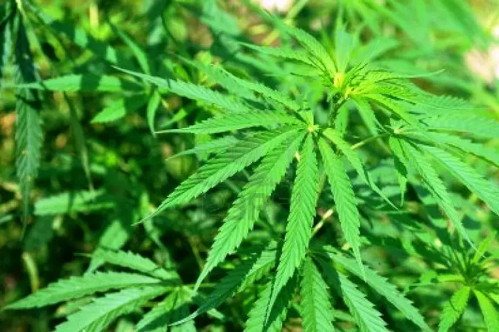 Marijuana is the most common illicit drug used in the Solomon Islands.