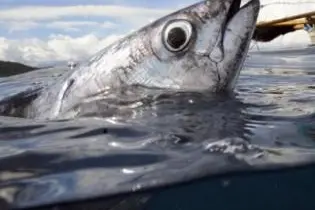The Ministry of Fisheries says that it is always important that all stakeholders "work hard to ensure that we maximize gains from this multimillion dollar industry."