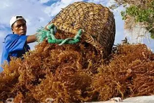 The two Asian business associates continue to export seaweed despite the cancellation of their work and residential permits.