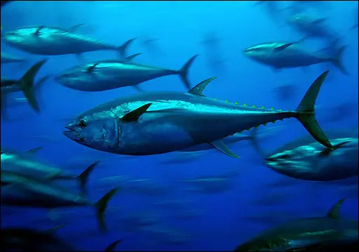 This year, the pressure from US, Asian and European fleets for tuna fishing days will be heavy.