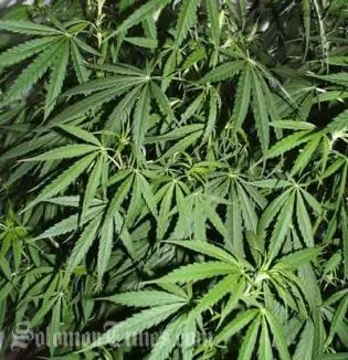 Police Arrest Leads to Seizure of Illegal Drugs and Arms