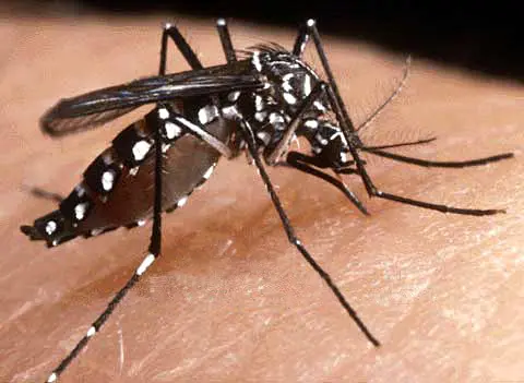 Acedes Aegypti (female mosquito) that carries and transfers the dengue virus, breed in stagnant waters, especially in rubbish dumps, cans and coconut shells.