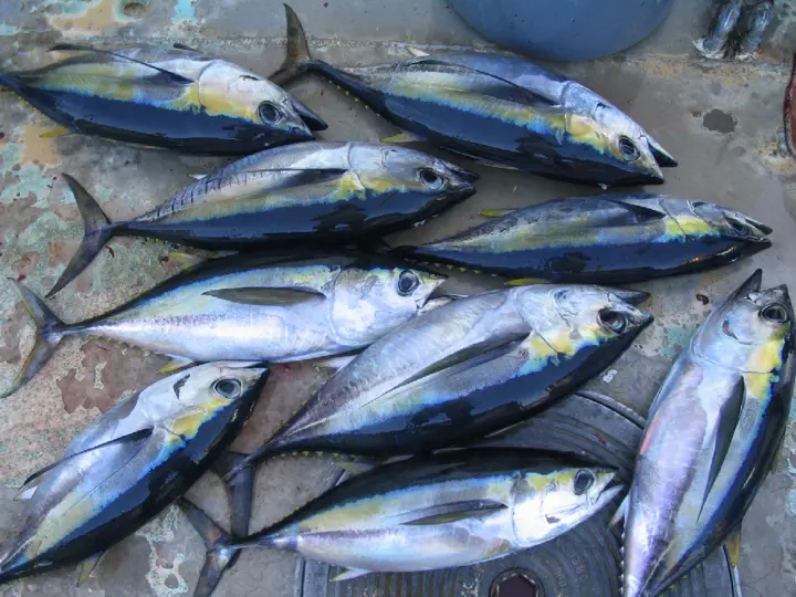Right now, there is a trade-off between lucrative fish exports and public health in most emerging economies. But there doesn’t have to be.