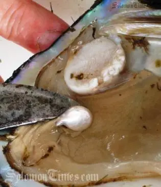 Experts have said time and again that research is key to a successful pearl farming operation.