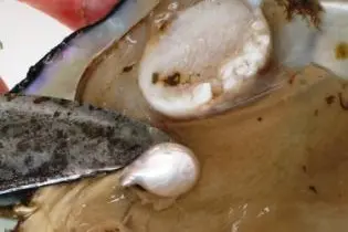 Experts have said time and again that research is key to a successful pearl farming operation.
