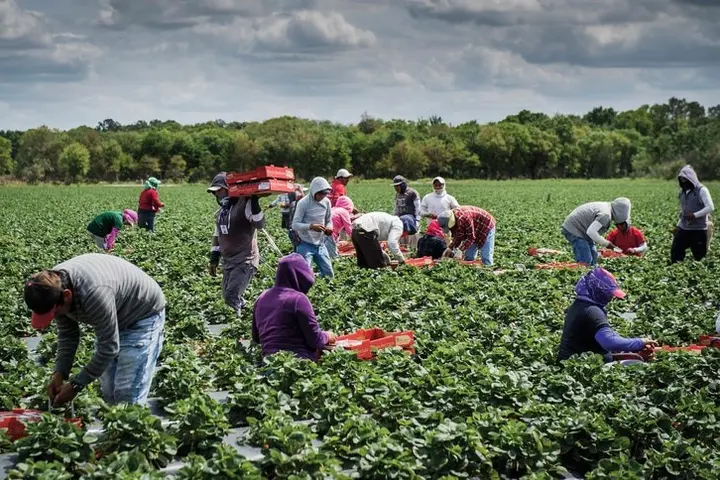 The PALM scheme family accompaniment pilot will allow 200 eligible long-term PALM scheme workers from the Pacific to bring their immediate family members to Australia.