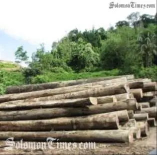 Besides the destruction to the Solomon Island forests, sexual exploitation also remains rife in logging areas.