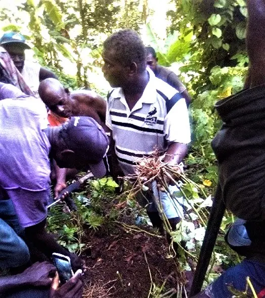 Kava field demonstration by one of the agriculture officers.
