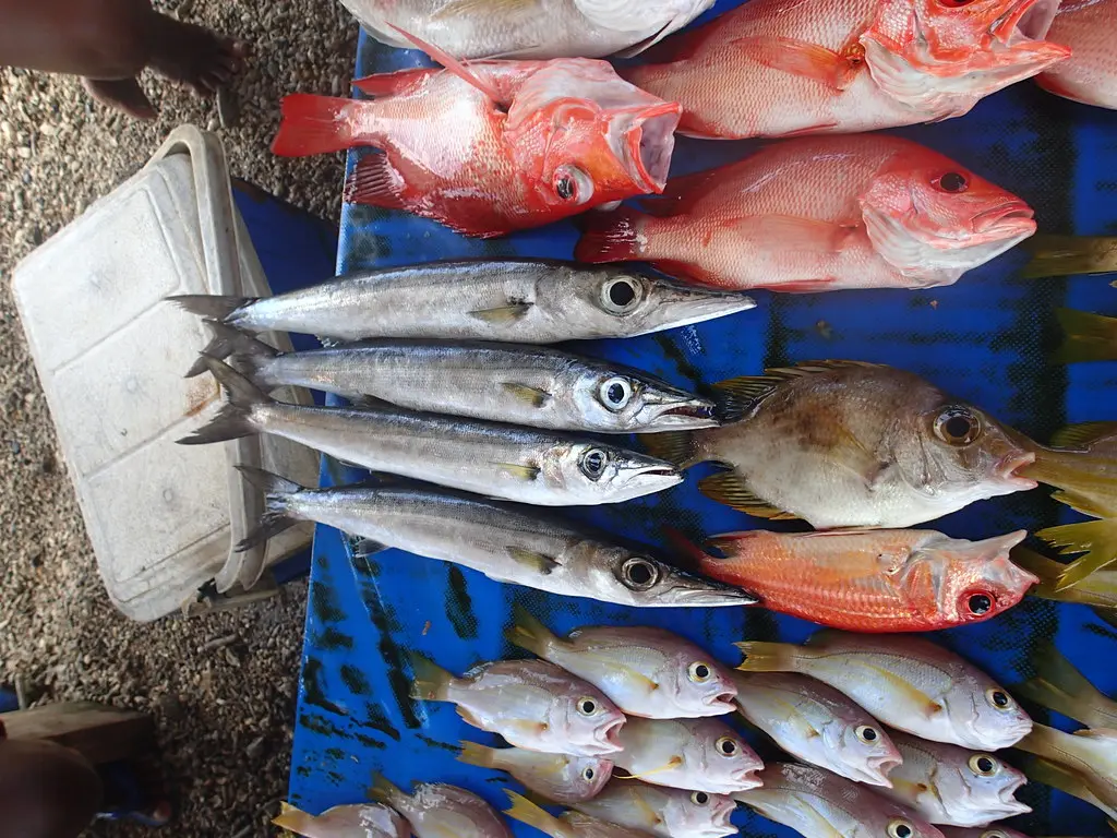 Dentana says pay-outs are continuing for the sectors of fisheries, agriculture and tourism in the rural areas.