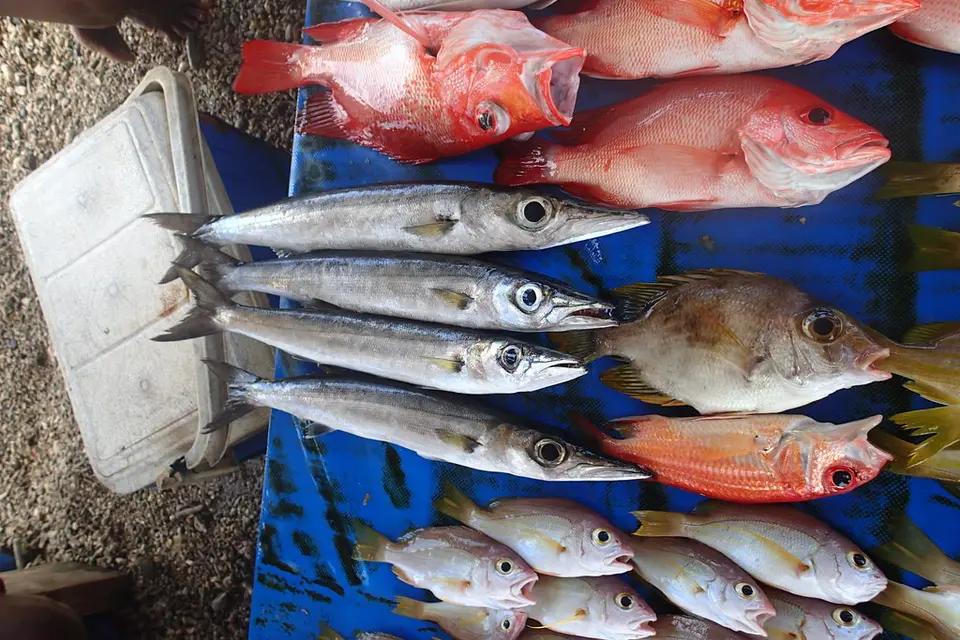 Dentana says pay-outs are continuing for the sectors of fisheries, agriculture and tourism in the rural areas.