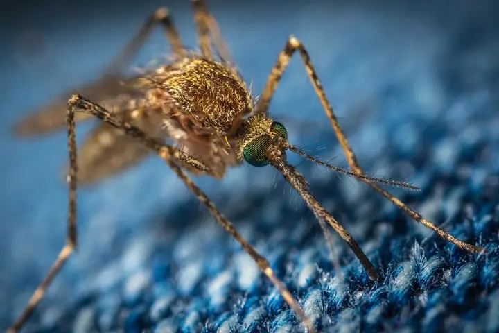 Plasmodium vivax is the most widespread malaria parasite worldwide, with up to two billion people at risk of infection.