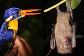 Left: Variable dwarf kingfisher; right: Monkey-faced bats. Both are native to the Solomon Islands and the monkey-faced bat species are recognised by the IUCN RedList as endangered or critically endangered
